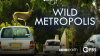 Wild_Metropolis