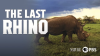 The_Last_Rhino