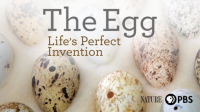 The_Egg__Life___s_Perfect_Invention