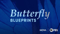 Butterfly_Blueprints