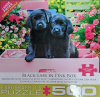 Black_Labs_in_pink_box